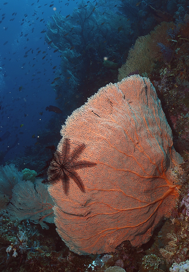 Raja Ampat 2016 - Corail - IMG_4974_rc.jpg